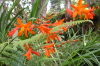 Red Flowers