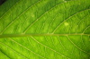 Leaf Closeup