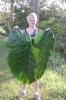A verry big Leaf