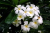 Plumeria