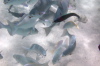 Feeding Fish