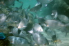 Feeding fish 2