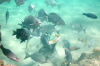 Feeding Fish 3