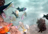 Feeding Fish 4
