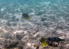 Tropical Fish