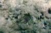 Sea Urchin