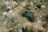 Sea cucumber