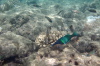 Trumpet Fish 