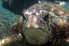 Sea Turtle in your face