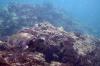 Sea Turtle