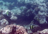 Angel Fish