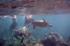 Playing with the turtles