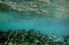 School of Fish