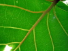 Detail of Leaf