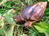 Snail