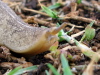 Slug