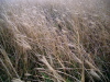 Dry Grass