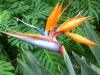 Bird of Paradise