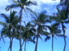 Palm Trees