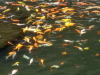 Koi Fish