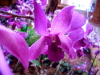 Orchids 2