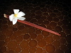 Chop Sticks