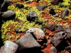Red Earth