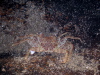 Shore Crab