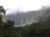 Thick Jungle