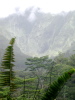 Misty Jungle
