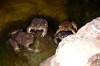 Toads