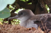 Nesting Bird