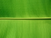 Large Leaf