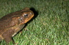 Unhappy Toad