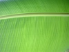 Leaf Closeup 2