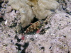 Camo Fish