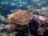 Swimming turtle