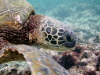 Lazy Turtle