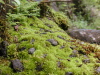 Green Moss