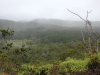 Thick Rainforest
