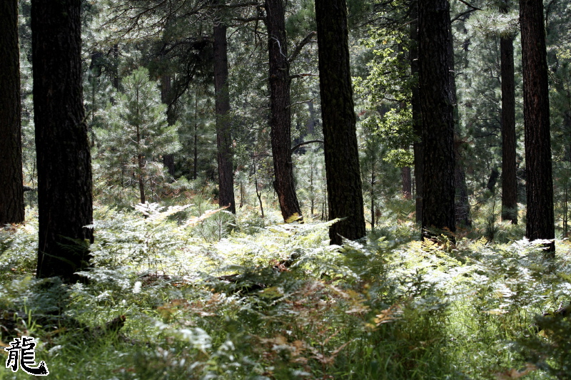 Forest  - 2