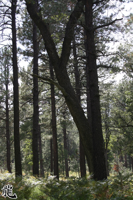 Forest  - 3