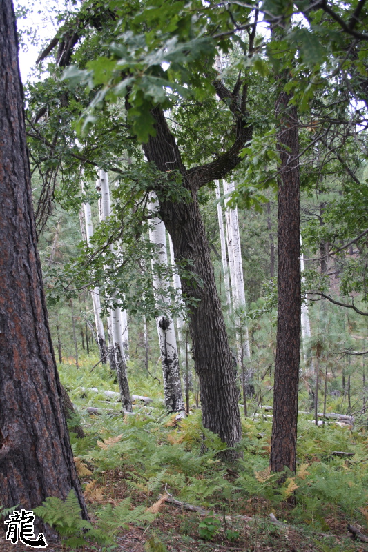 Forest  - 4