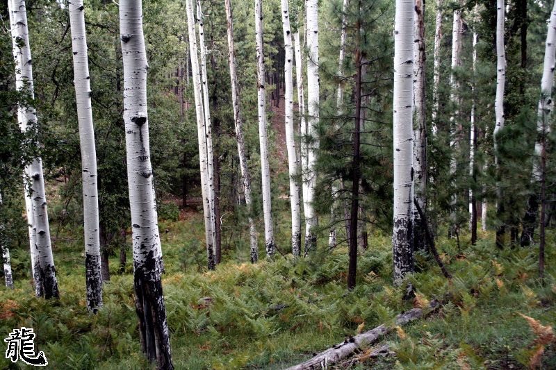 Forest  - 5