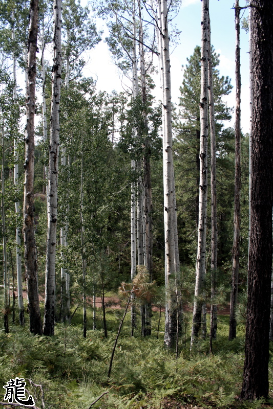 Forest  - 6