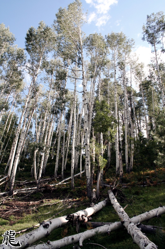Forest  - 7