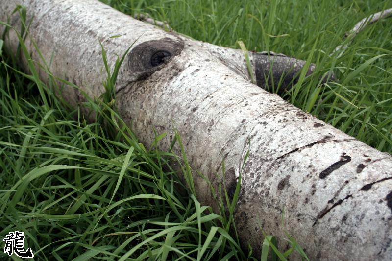 Forest  - 8