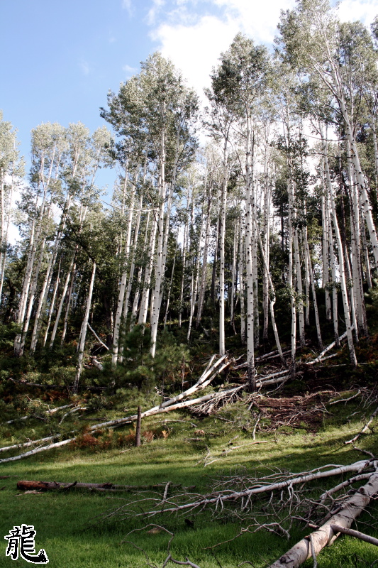 Forest  - 9