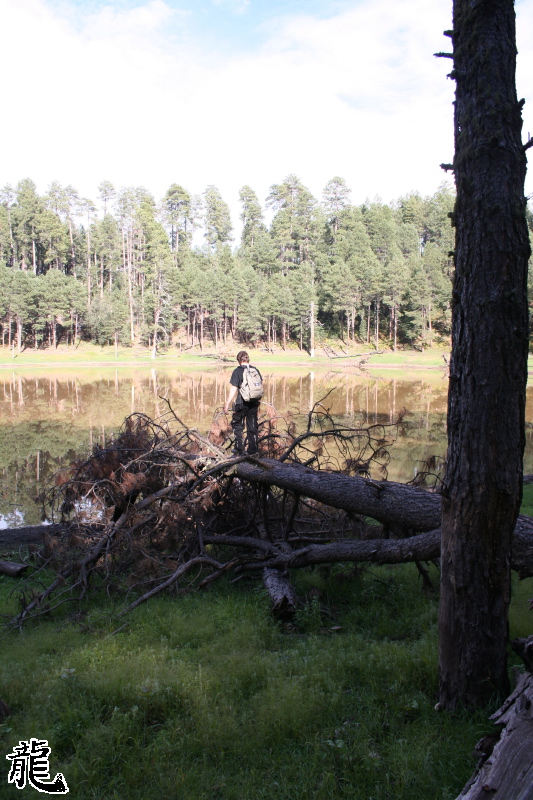 Standing on a log
