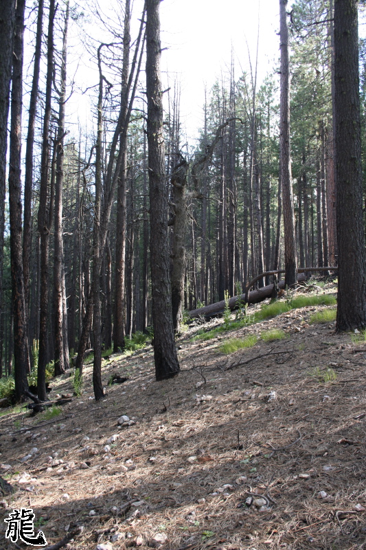 Forest  - 10
